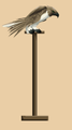 HawkStand.PNG